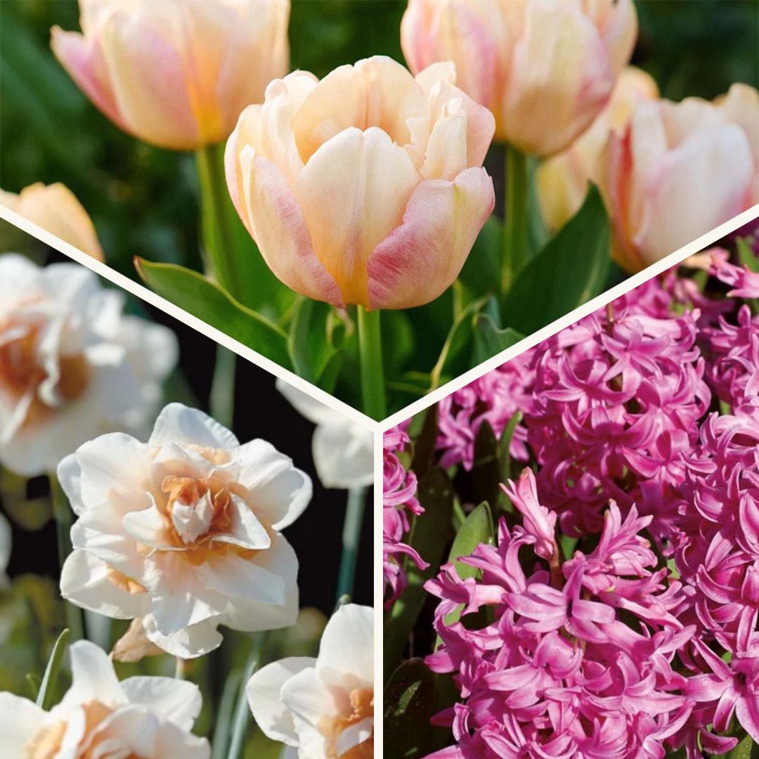 Løglasagne 'Golden hour'