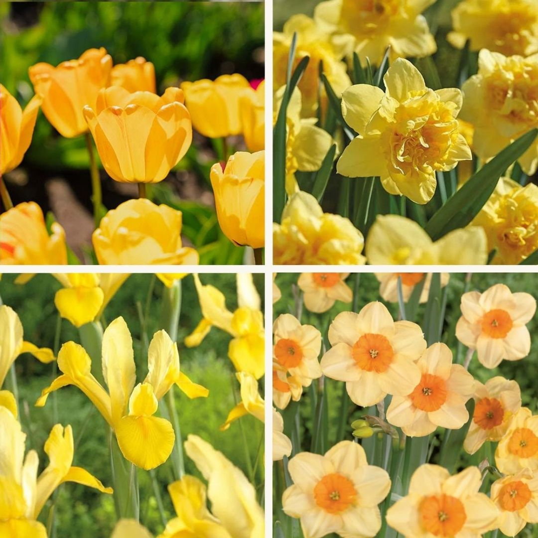 Løglasagne 'Golden Spring'