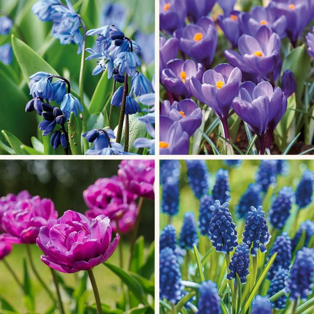 Løglasagne 'Midnight Blue'