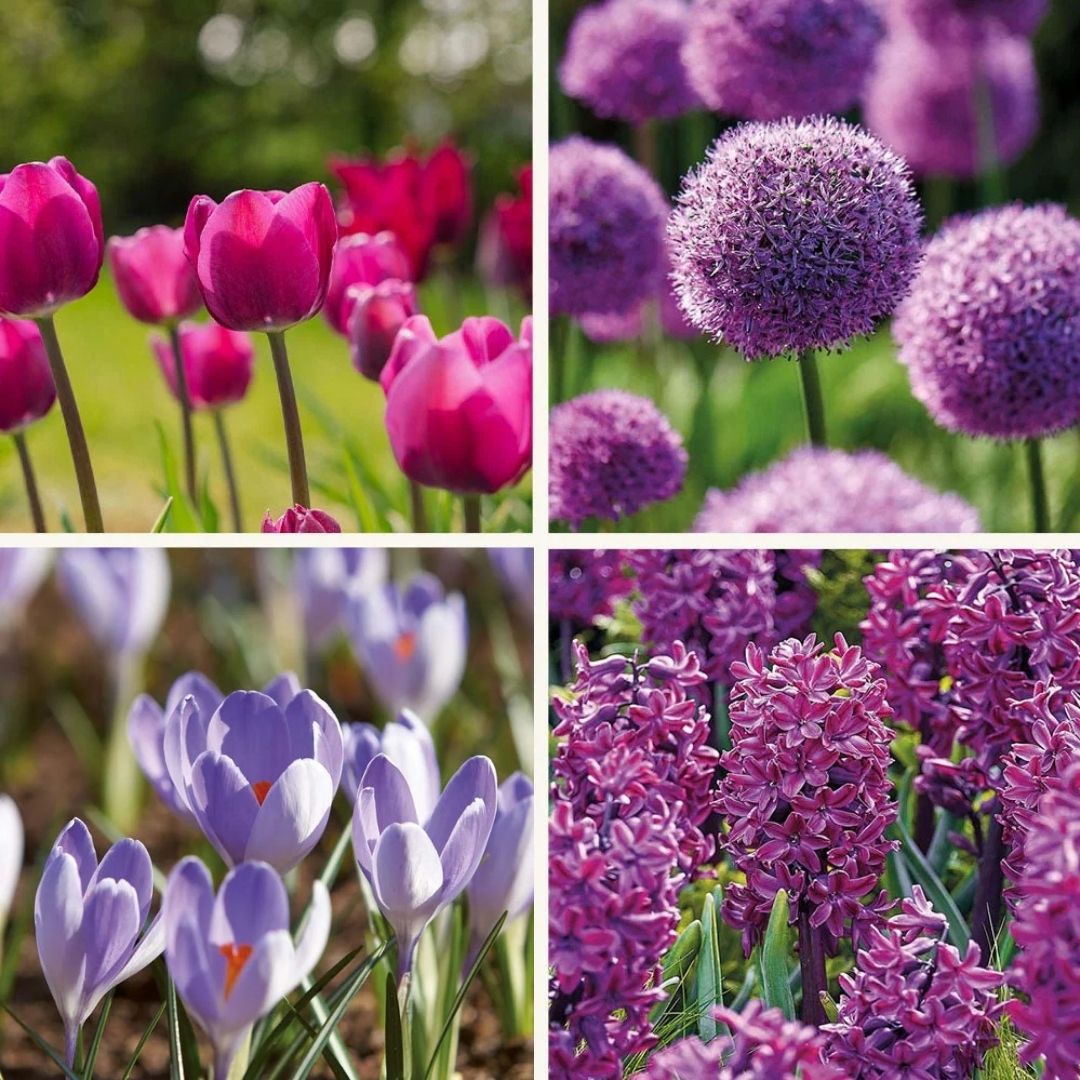 Løglasagne 'Purple Dreams'