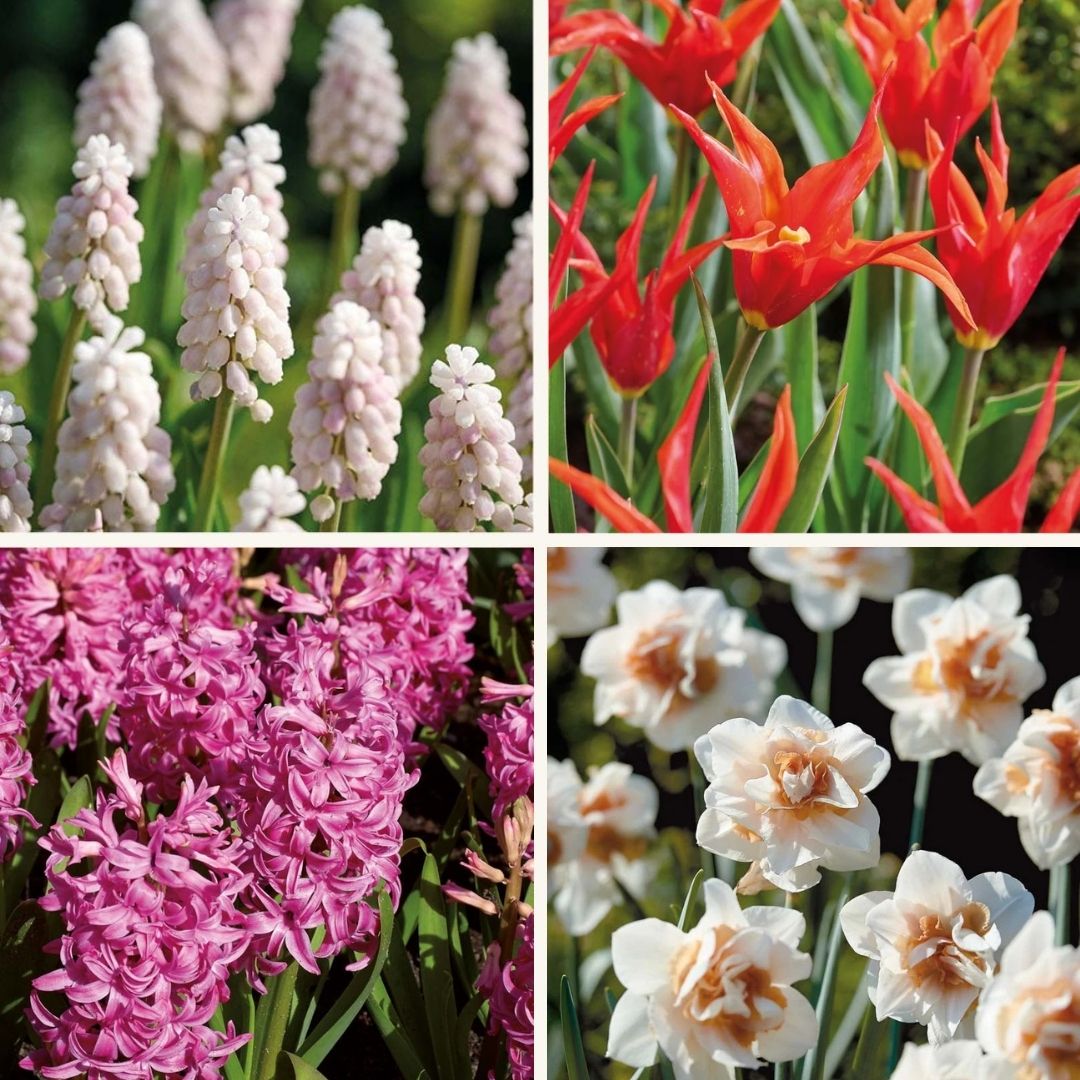 Løglasagne 'Spring Sorbet'