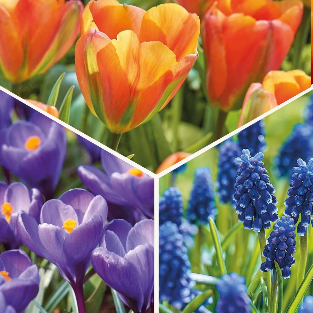 Løglasagne 'Sunset Punch'