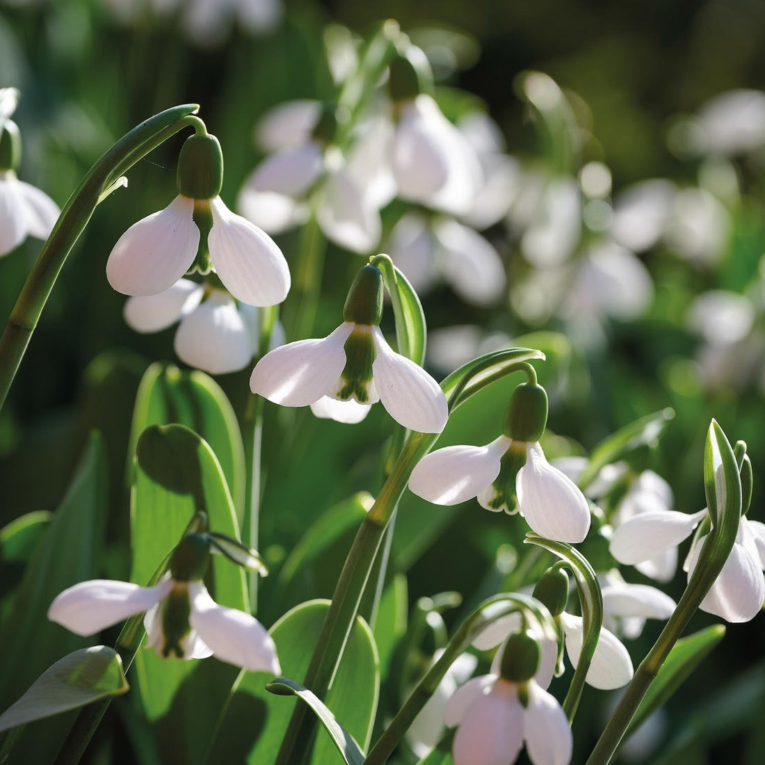 Lumikello, Galanthus 'Beluga'