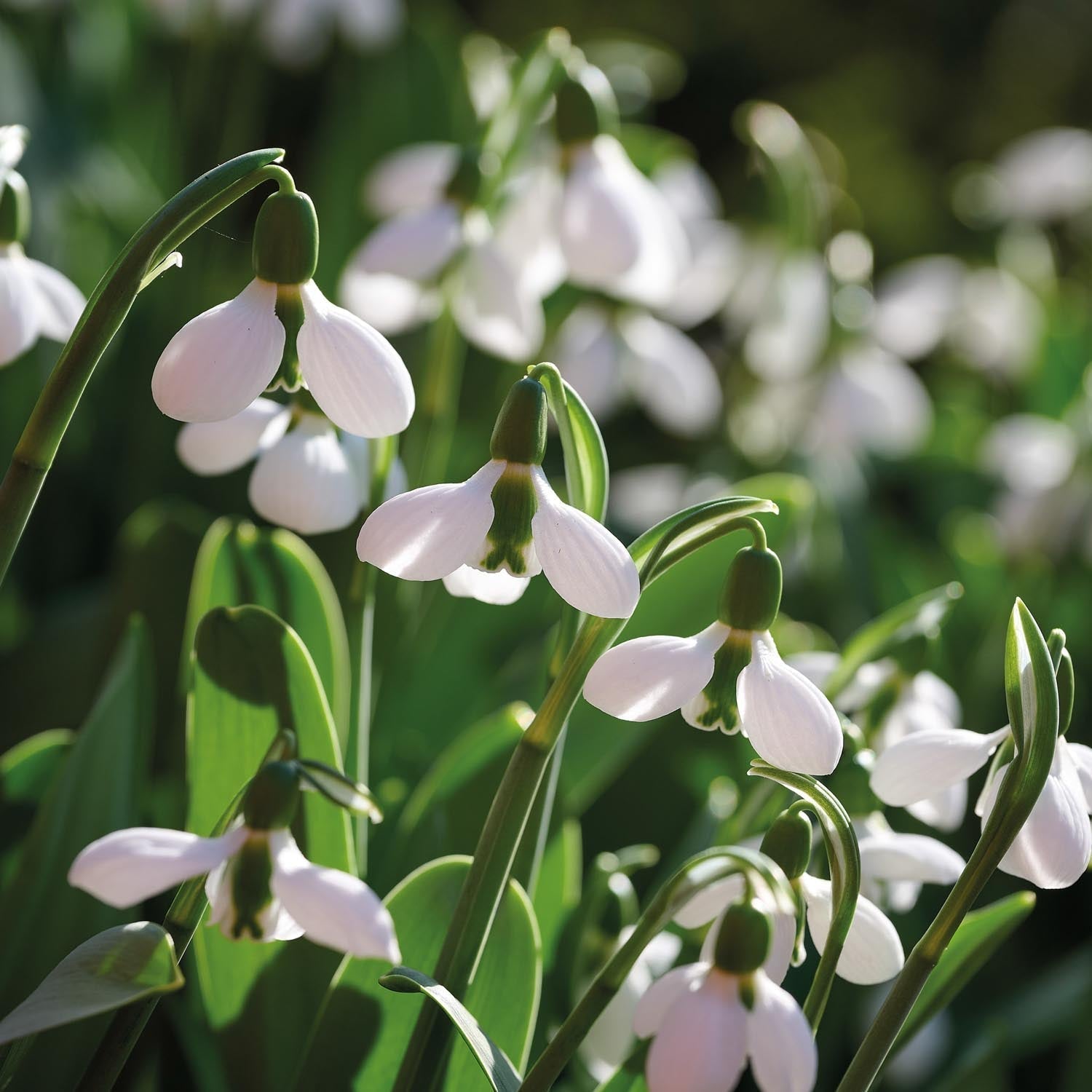 Lumikello, Galanthus 'Beluga'