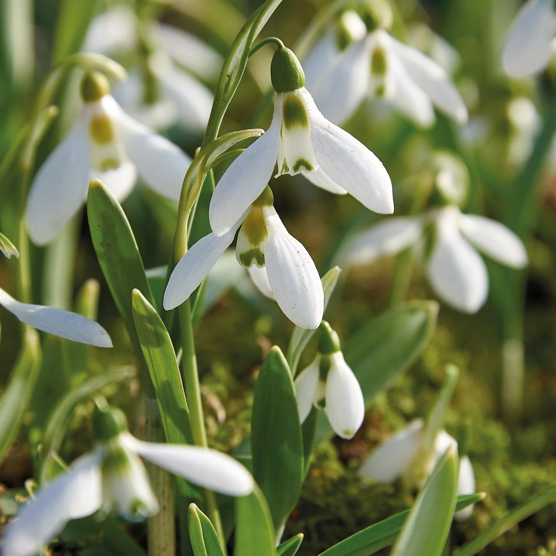 Lumikello, Galanthus 'Elwesii'