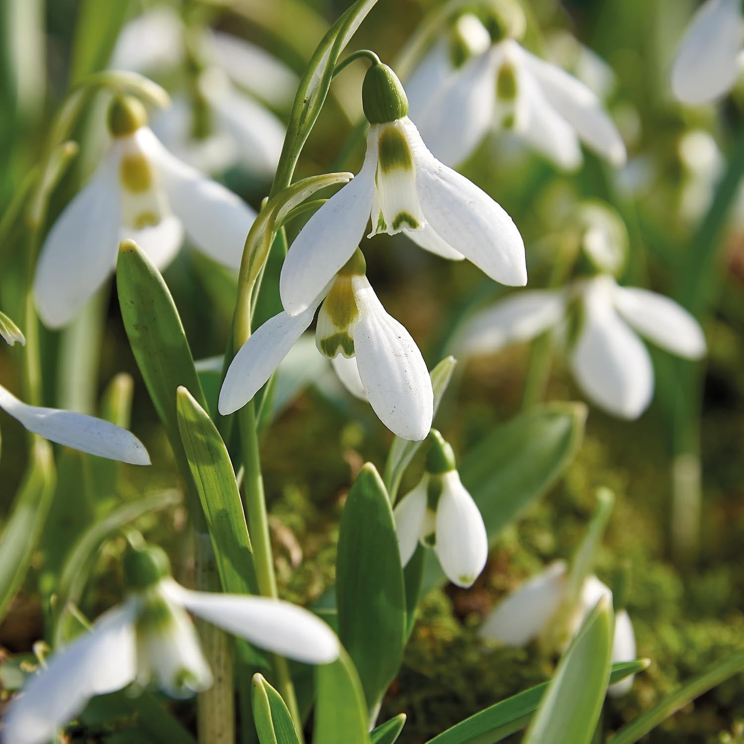 Lumikello, Galanthus 'Elwesii'