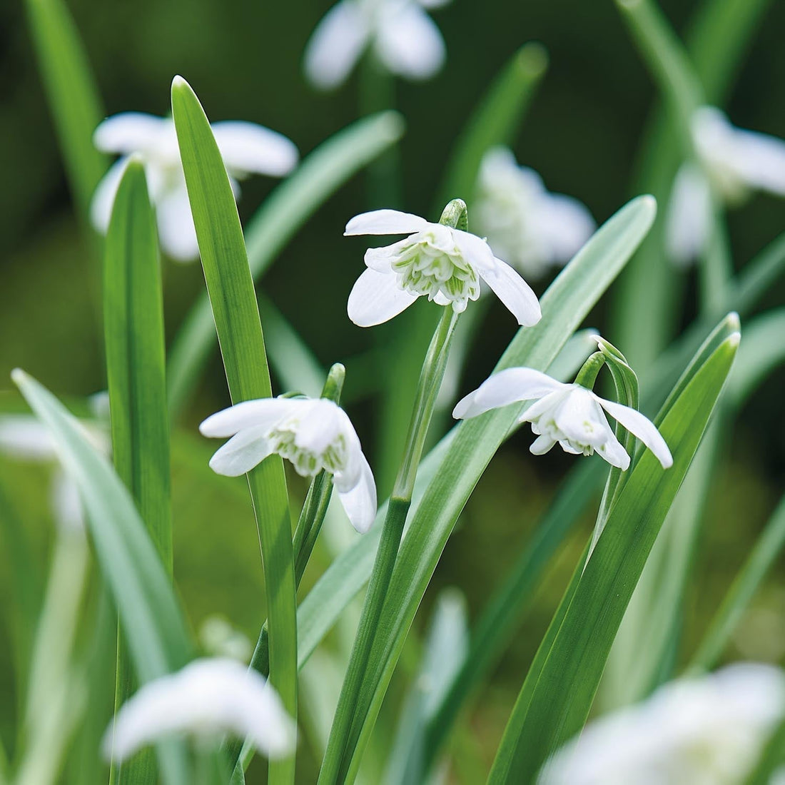 Lumikello, Galanthus 'Flore Pleno'