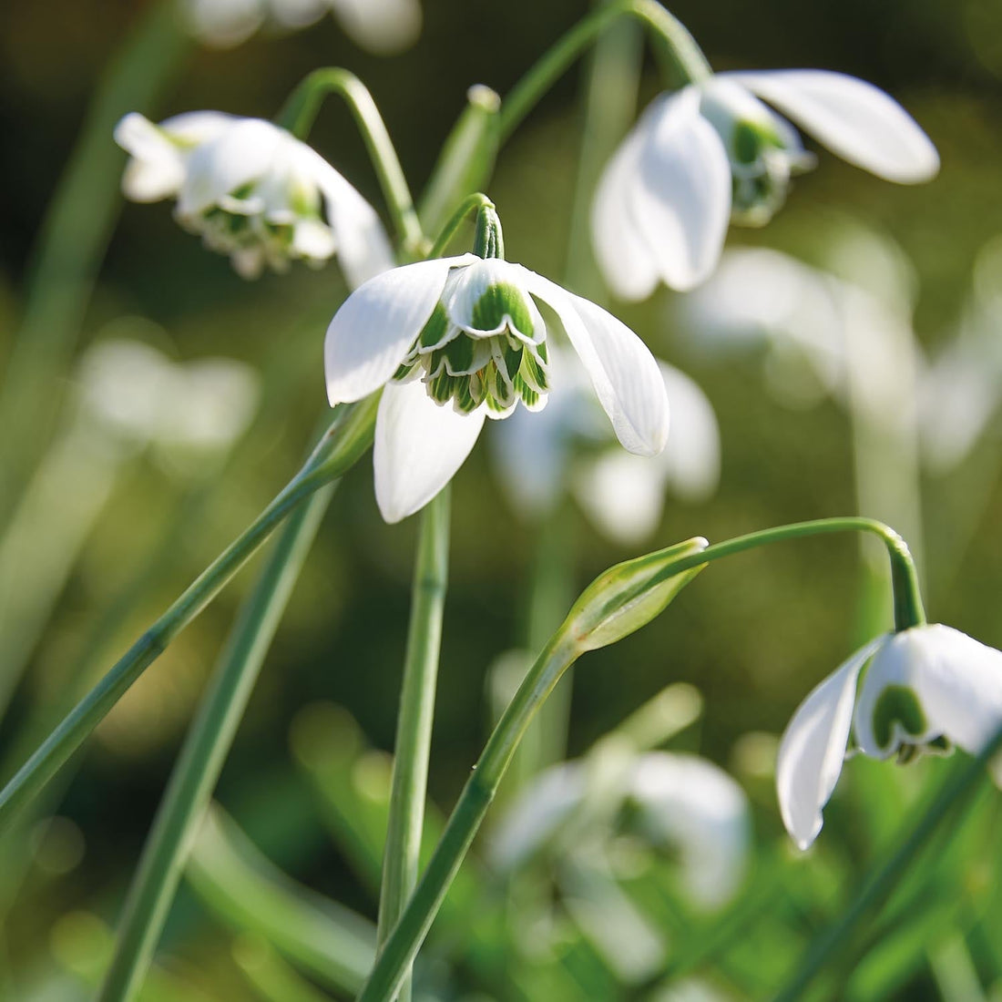 Lumikello, Galanthus 'Hippolyta'