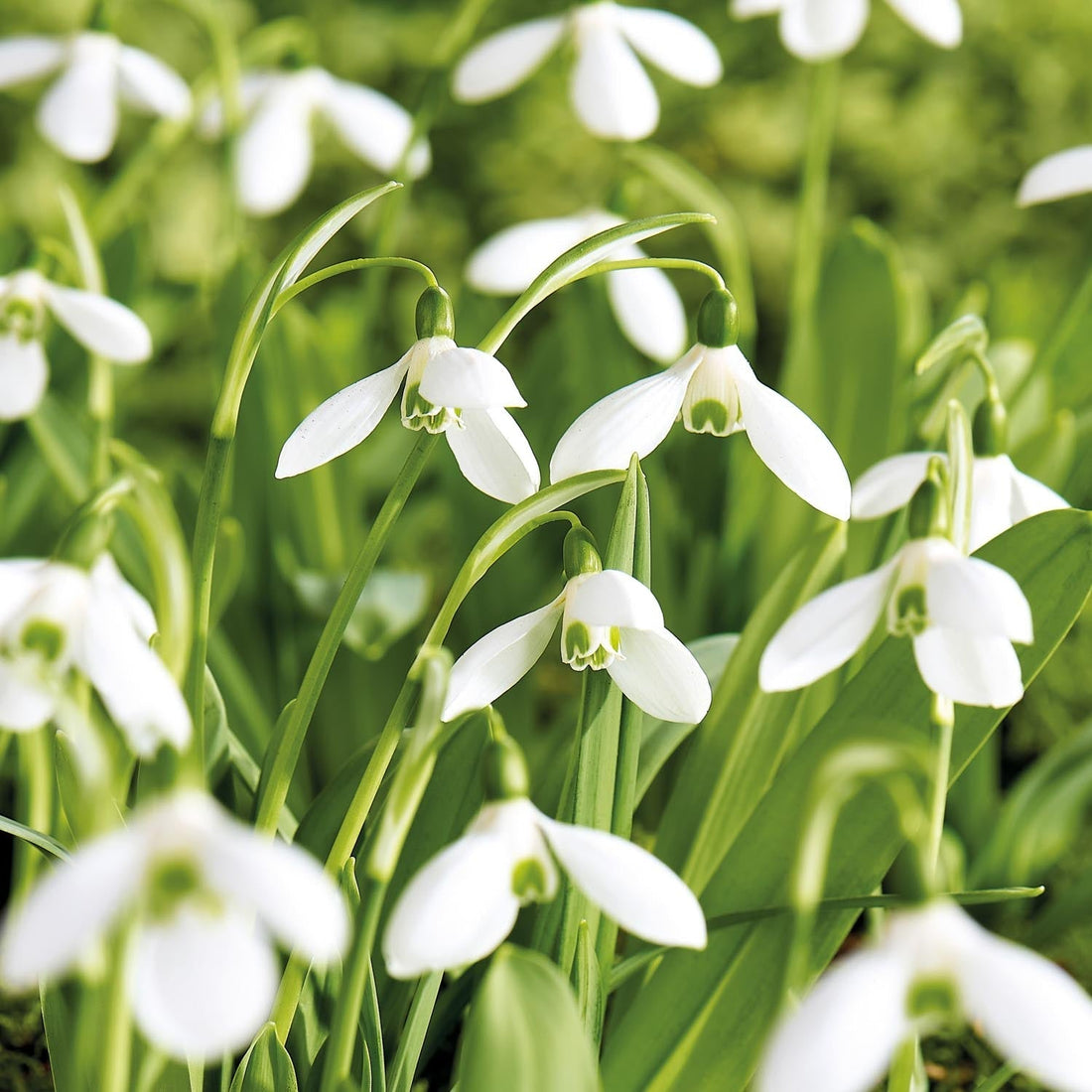 Lumikello, Galanthus 'Mount Everest'
