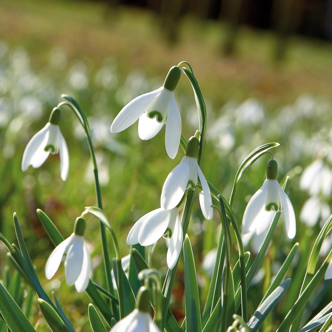Lumikello, Galanthus 'Nivalis'