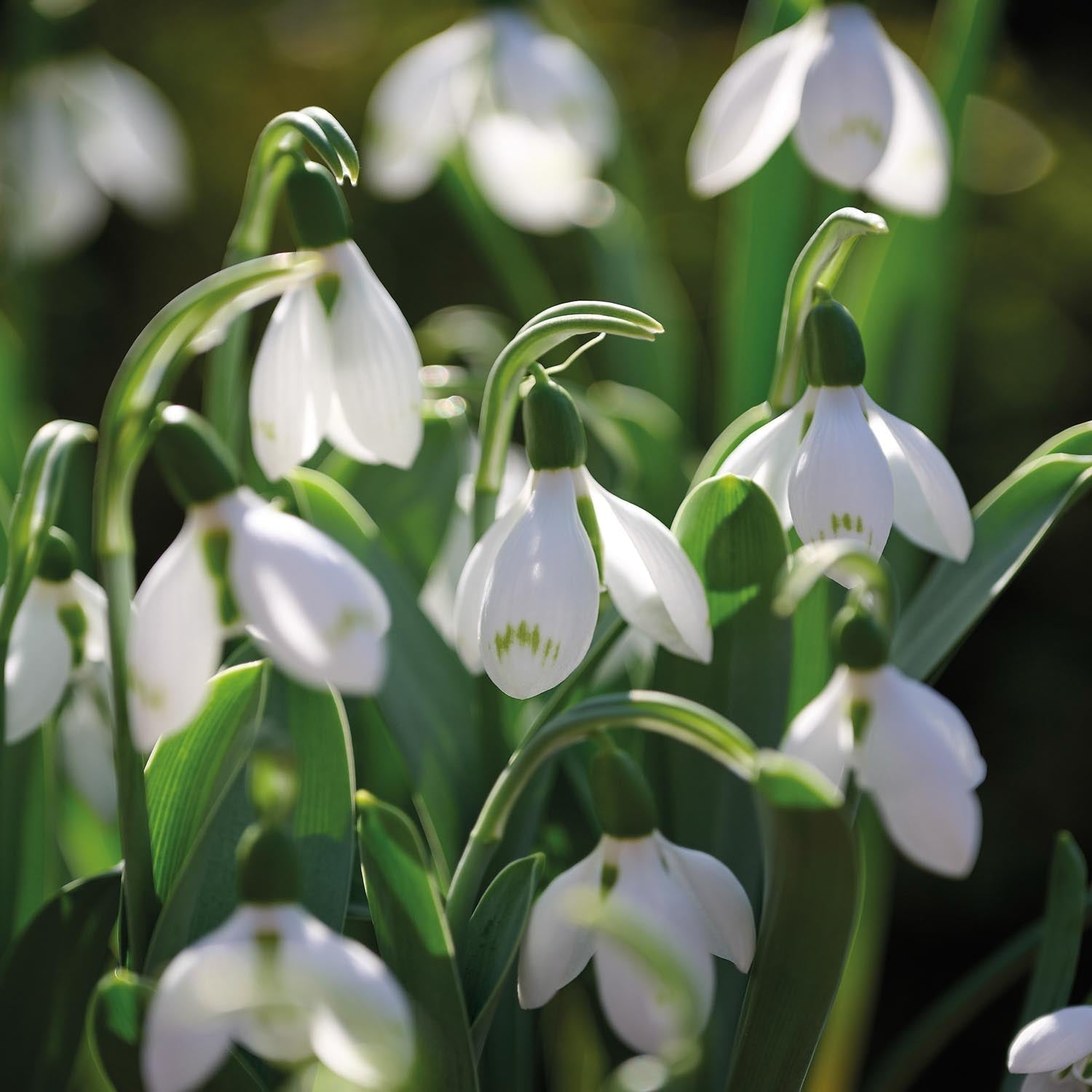 Lumikello, Galanthus 'Snow Fox'