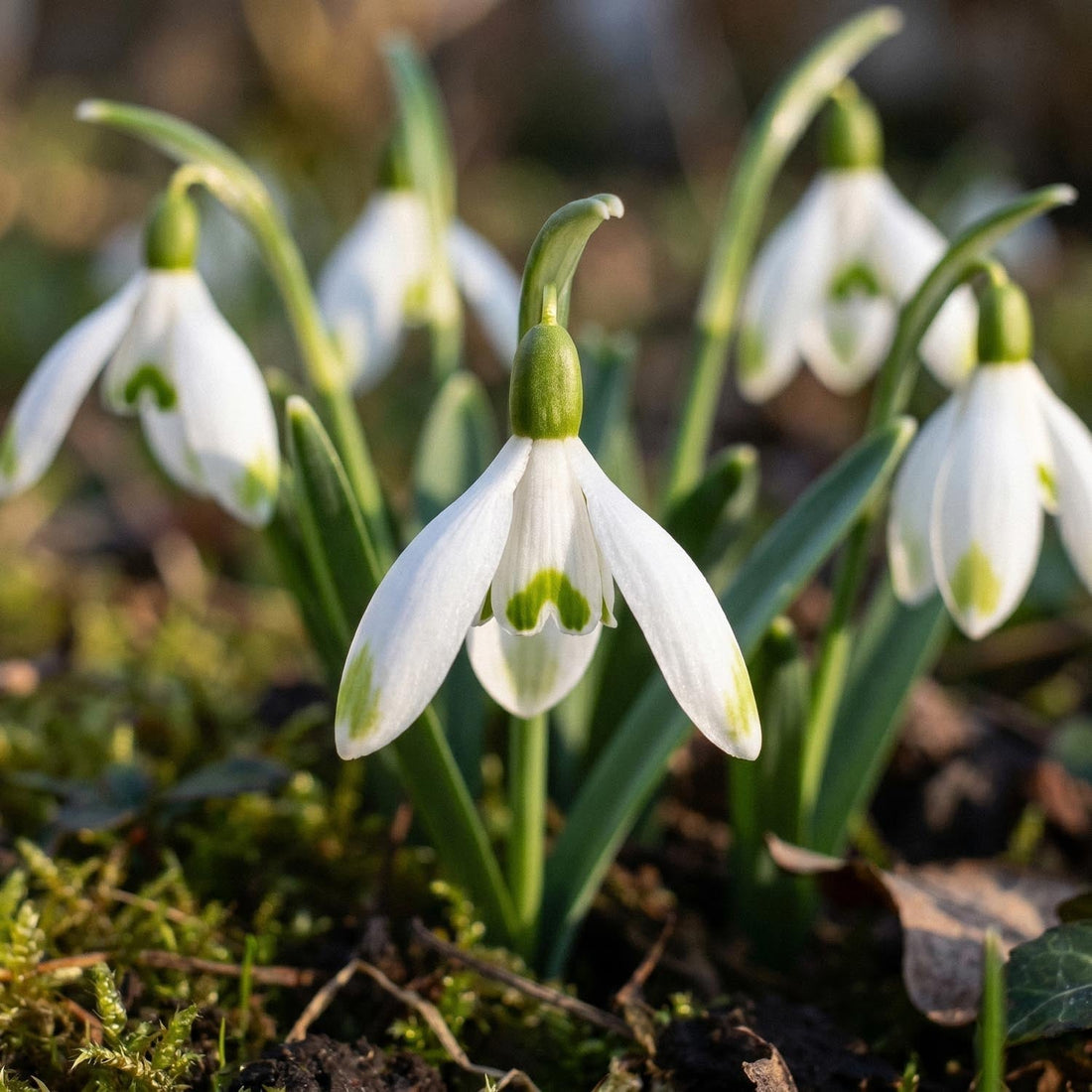 Lumikello, Galanthus 'Viridapice'