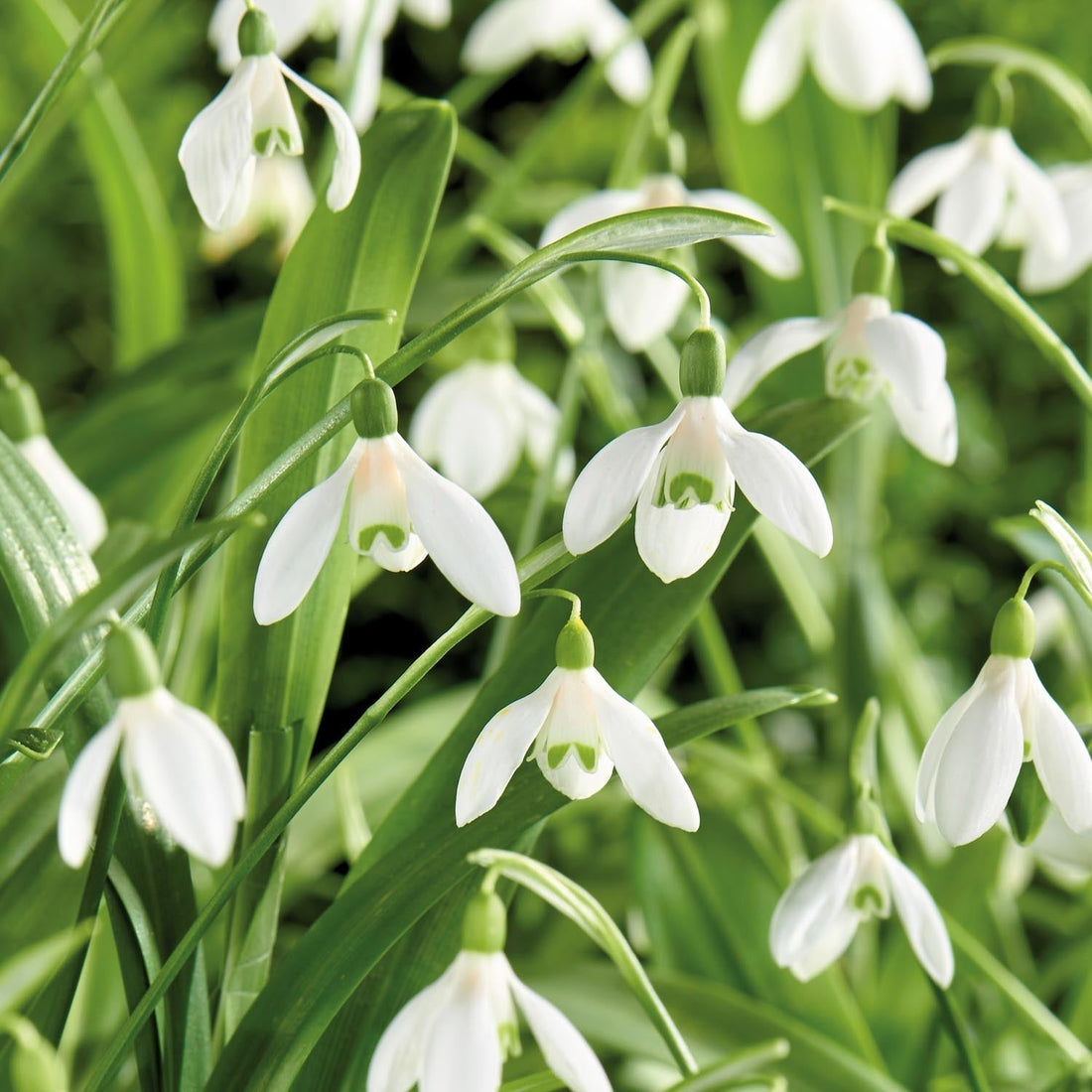 Lumikello, Galanthus 'Woronowii'