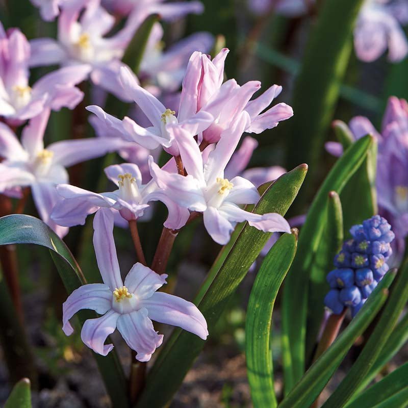 Lumikukka 'Pink Giant'