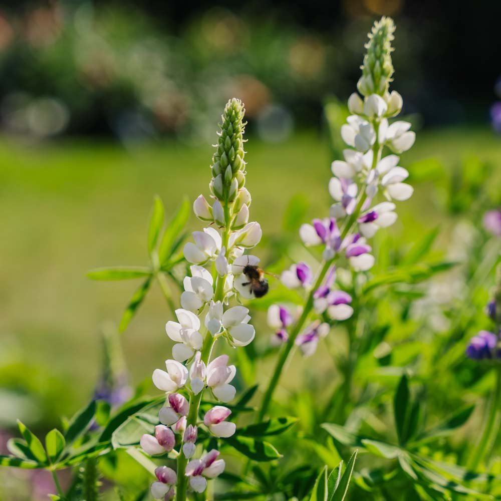 Lupiinin siemenet 'Dwarf Lupin' - 50 luomusiementä