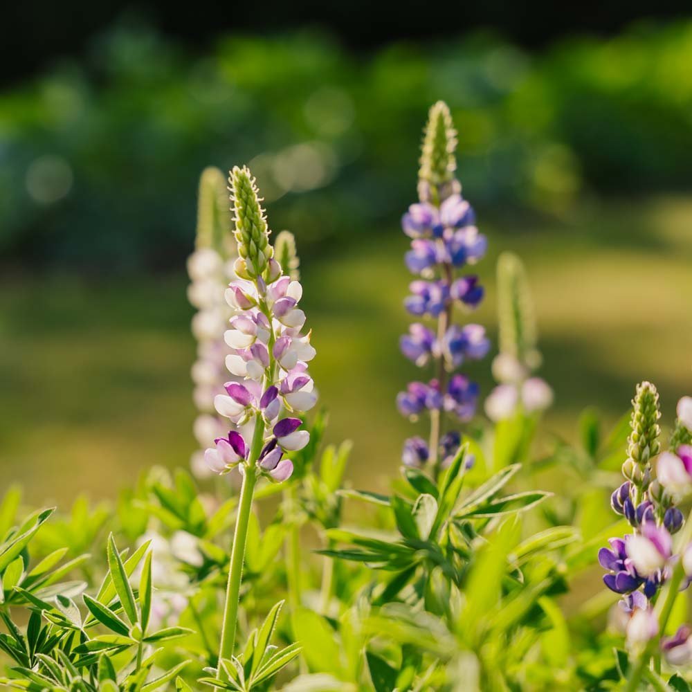 Lupiinin siemenet 'Dwarf Lupin' - 50 luomusiementä