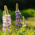 Lupiinin siemenet 'Dwarf Lupin' - 50 luomusiementä