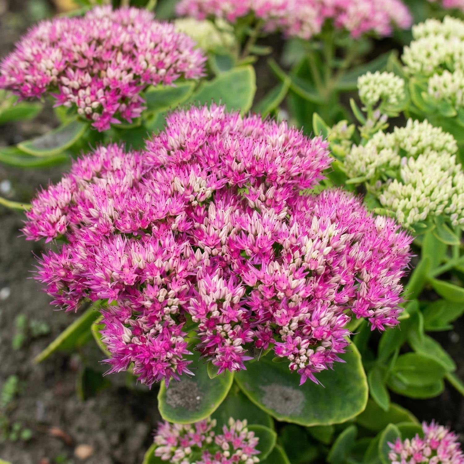 Maksaruoho, Sedum 'Brillant'