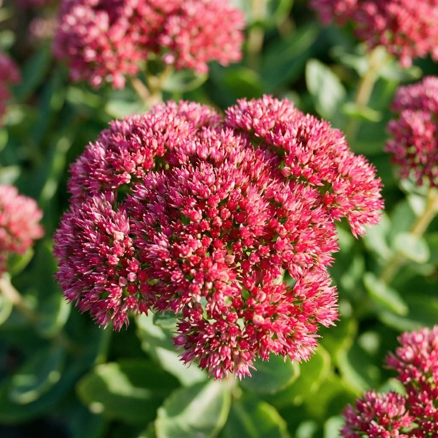 Maksaruoho, Sedum 'Herbstfreude'