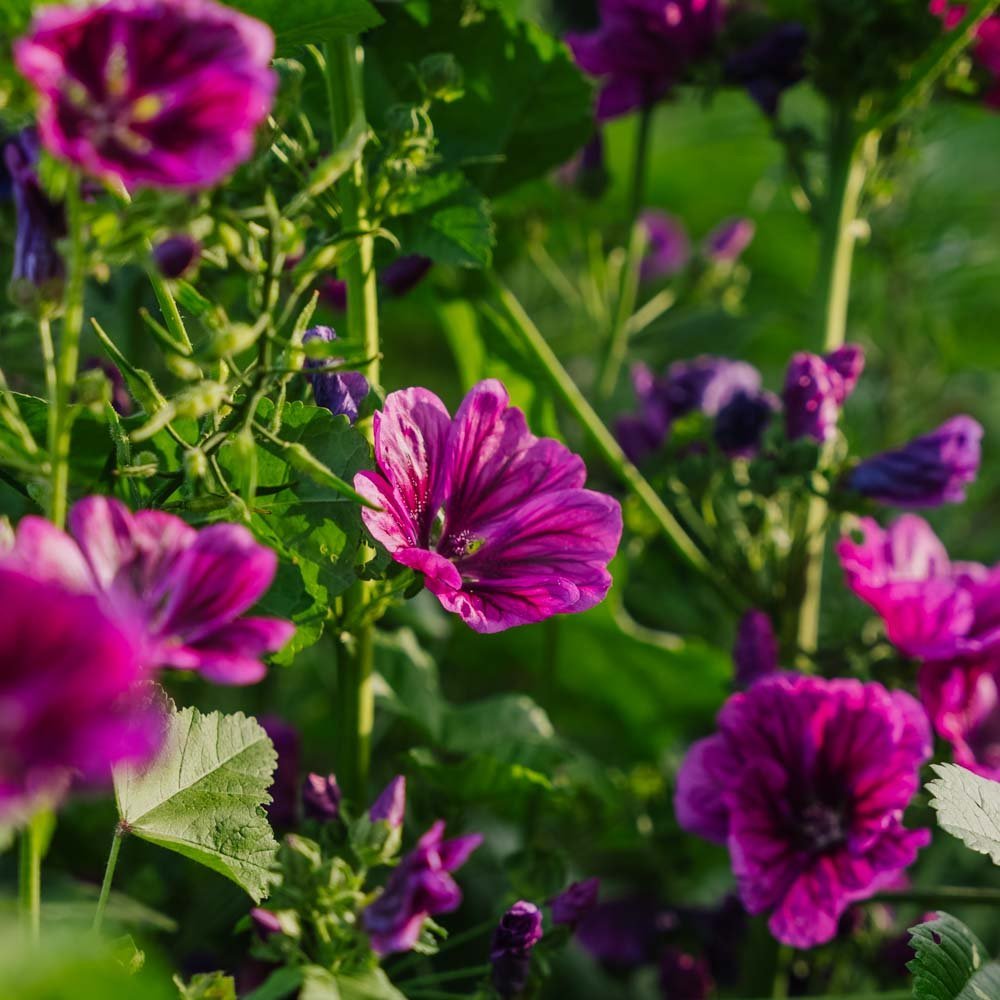 Malvan siemenet 'Mauritanica' - 100 luomusiementä