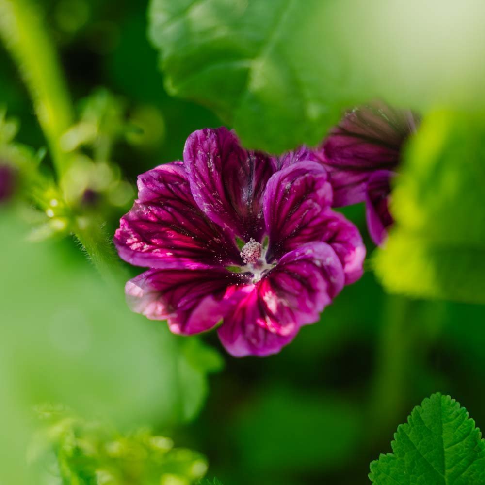 Malvan siemenet 'Mauritanica' - 100 luomusiementä