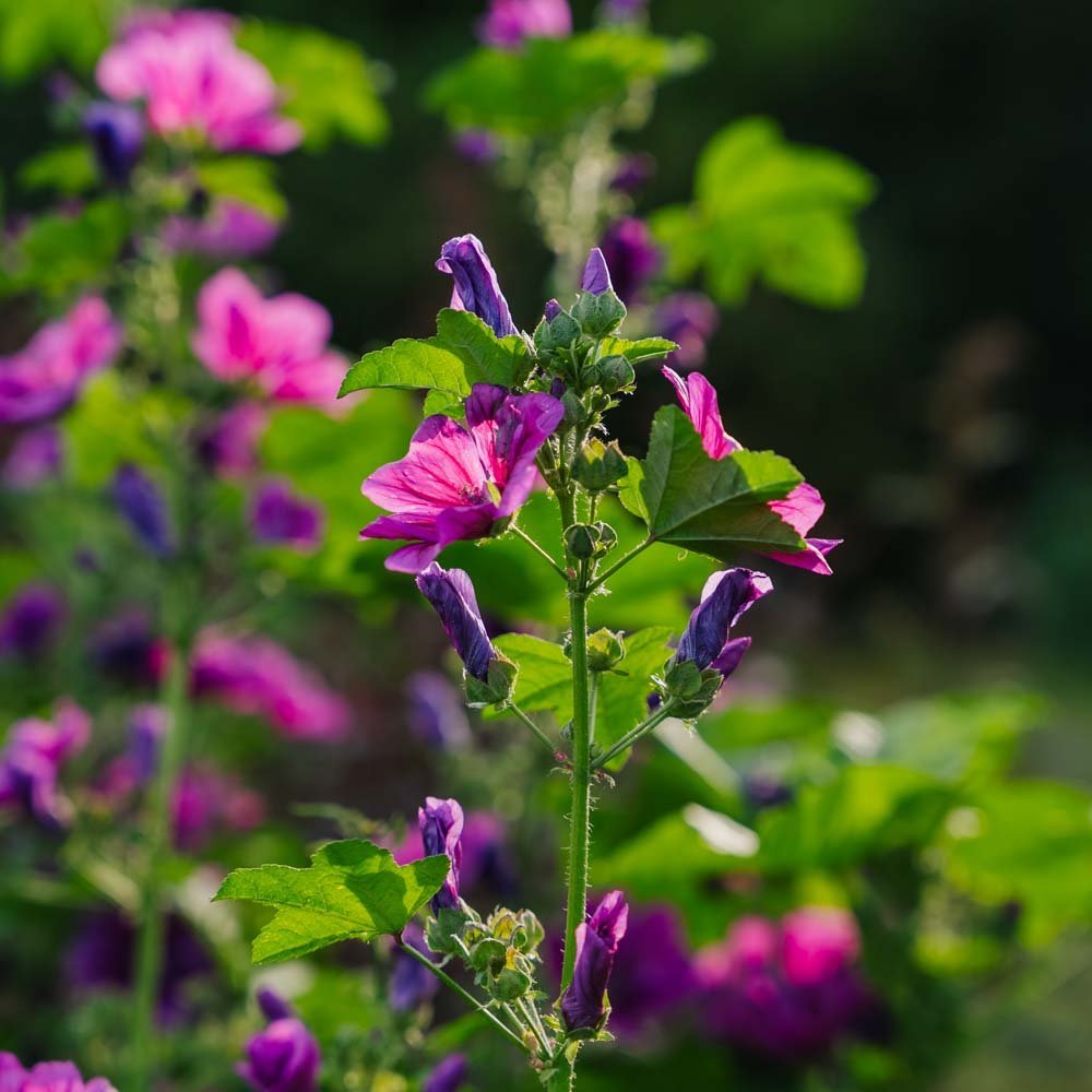 Malvan siemenet 'Mauritanica' - 100 luomusiementä