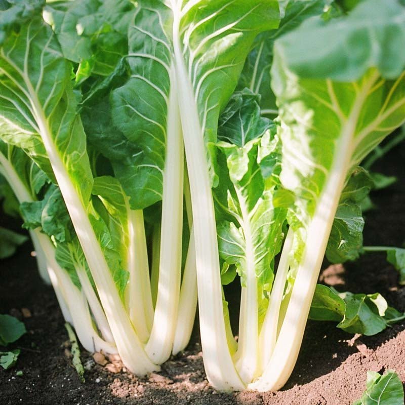 Mangoldin siemenet 'White Silver 3' - 50 luomusiementä