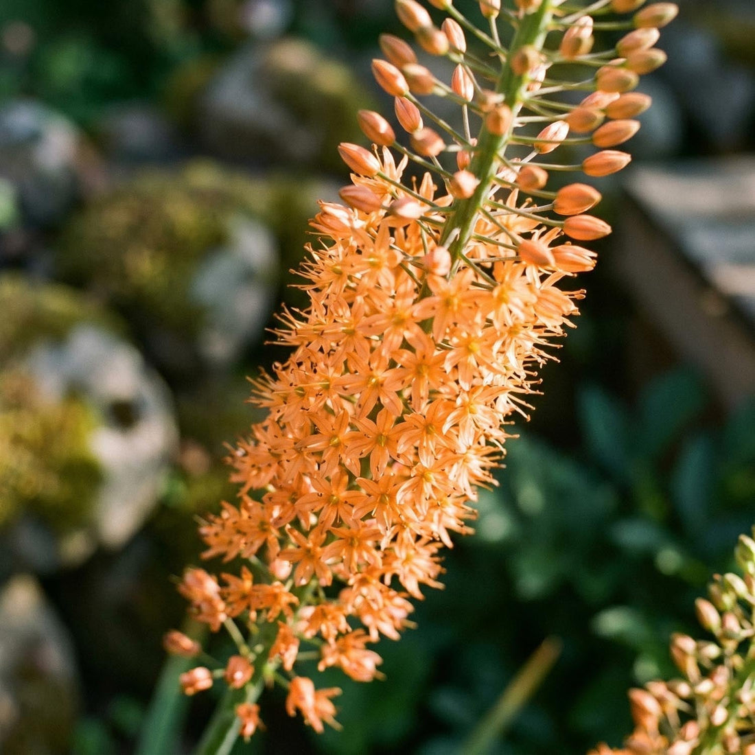 Marskinlilja, Eremurus 'Cleopatra'