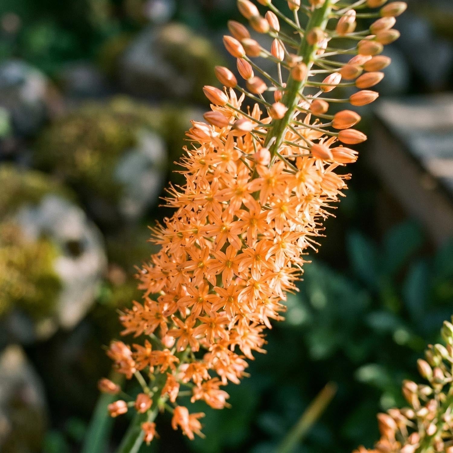 Marskinlilja, Eremurus 'Cleopatra'