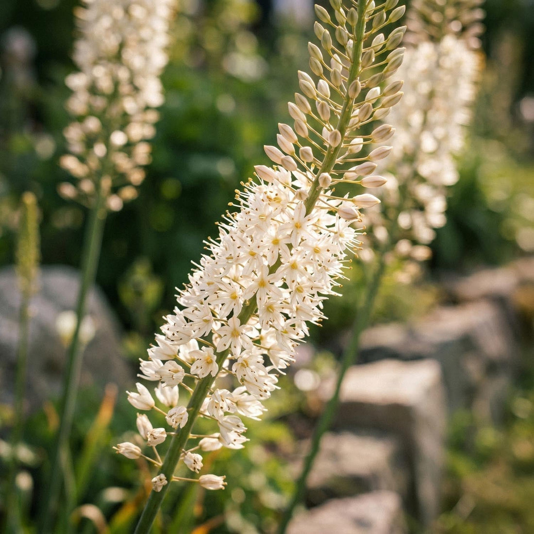 Marskinlilja, Eremurus 'Himalaicus'