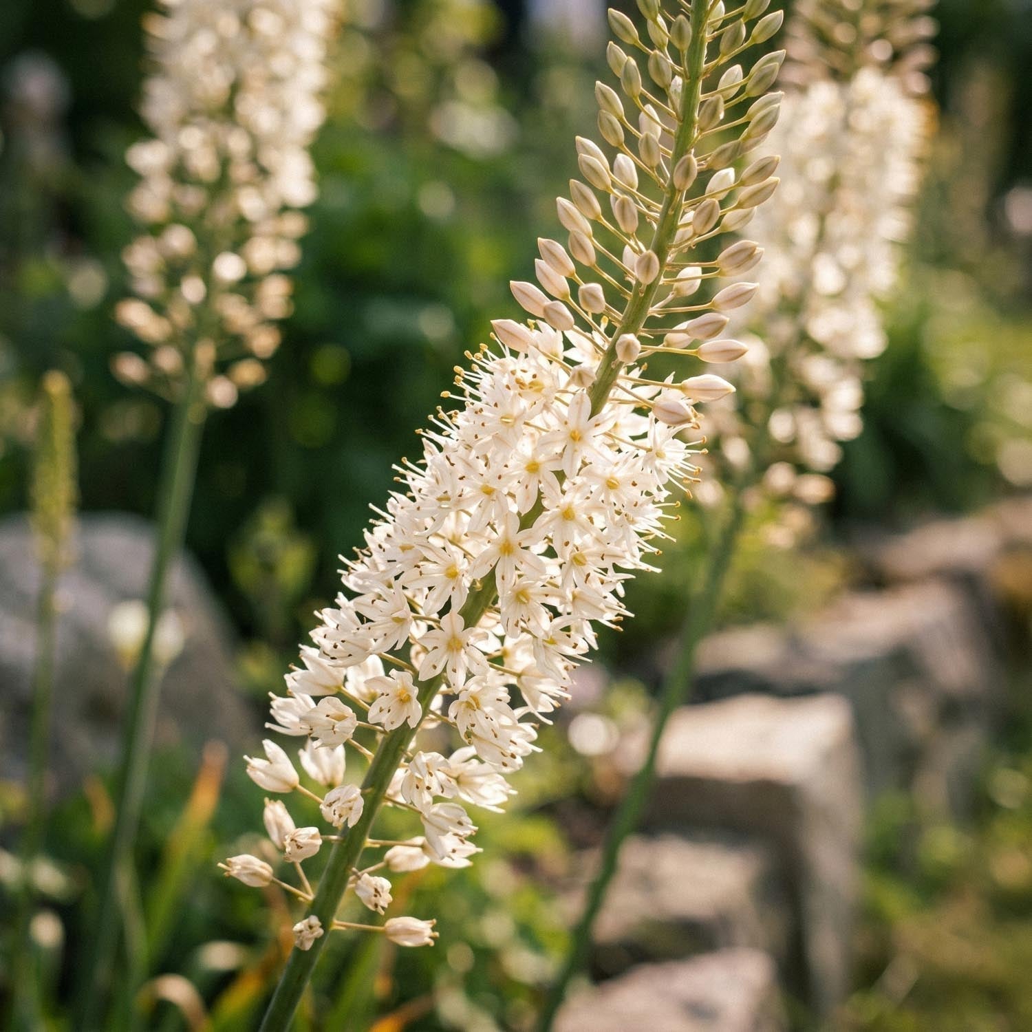 Marskinlilja, Eremurus 'Himalaicus'