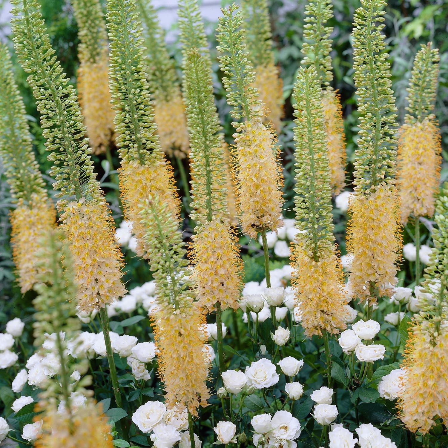 Marskinlilja, Eremurus 'Romance'