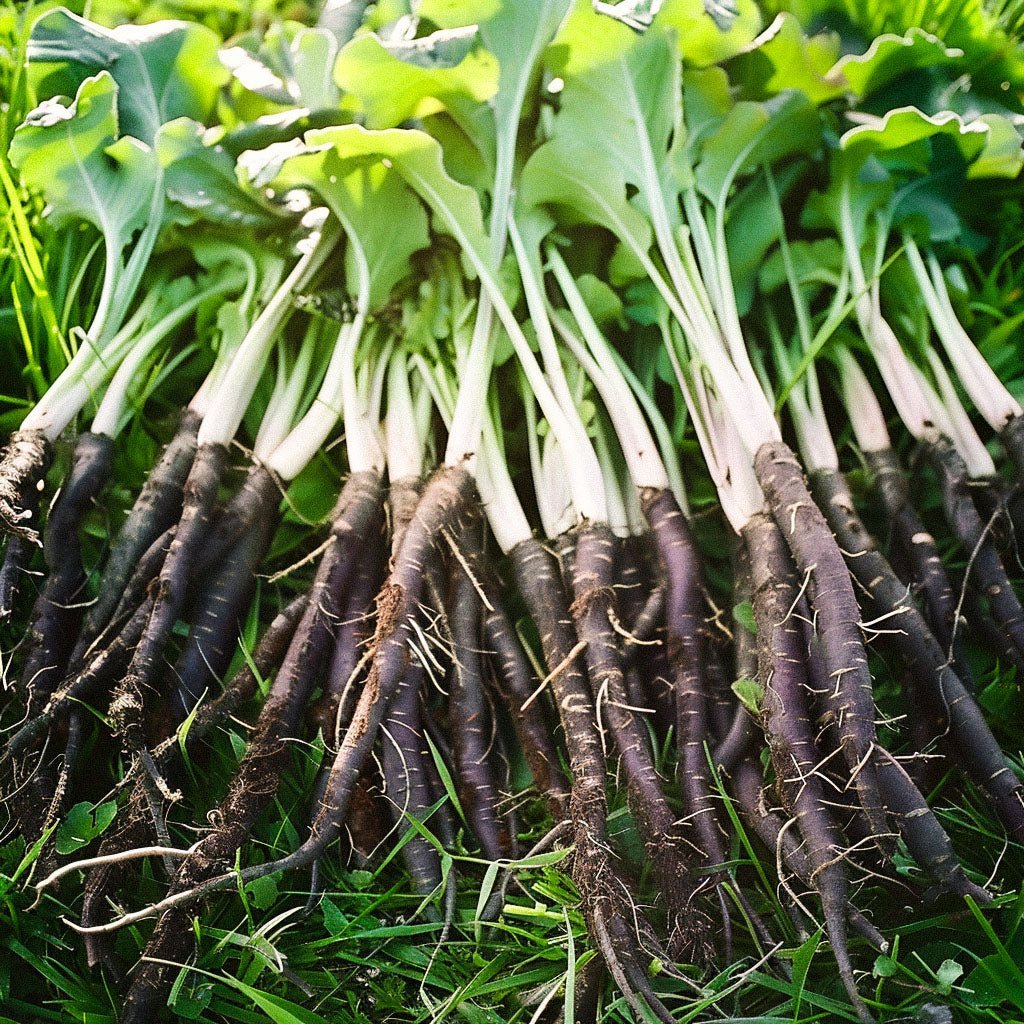 Metsäyrtin siemenet 'VRN - Enorma' - 50 luomusiementä