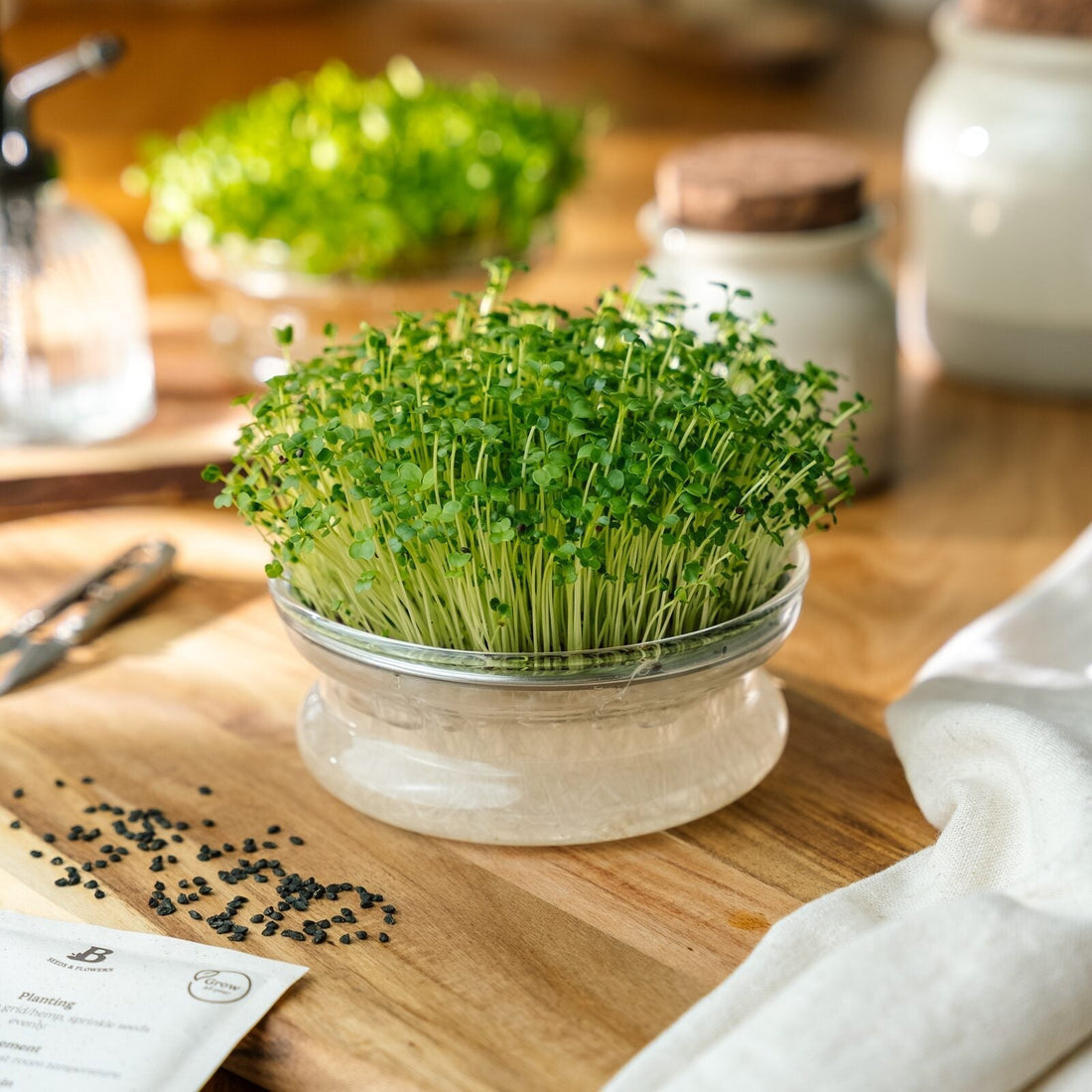 Mikroversojen siemenet 'Broccoli Raab' - 7100 luomusiementä