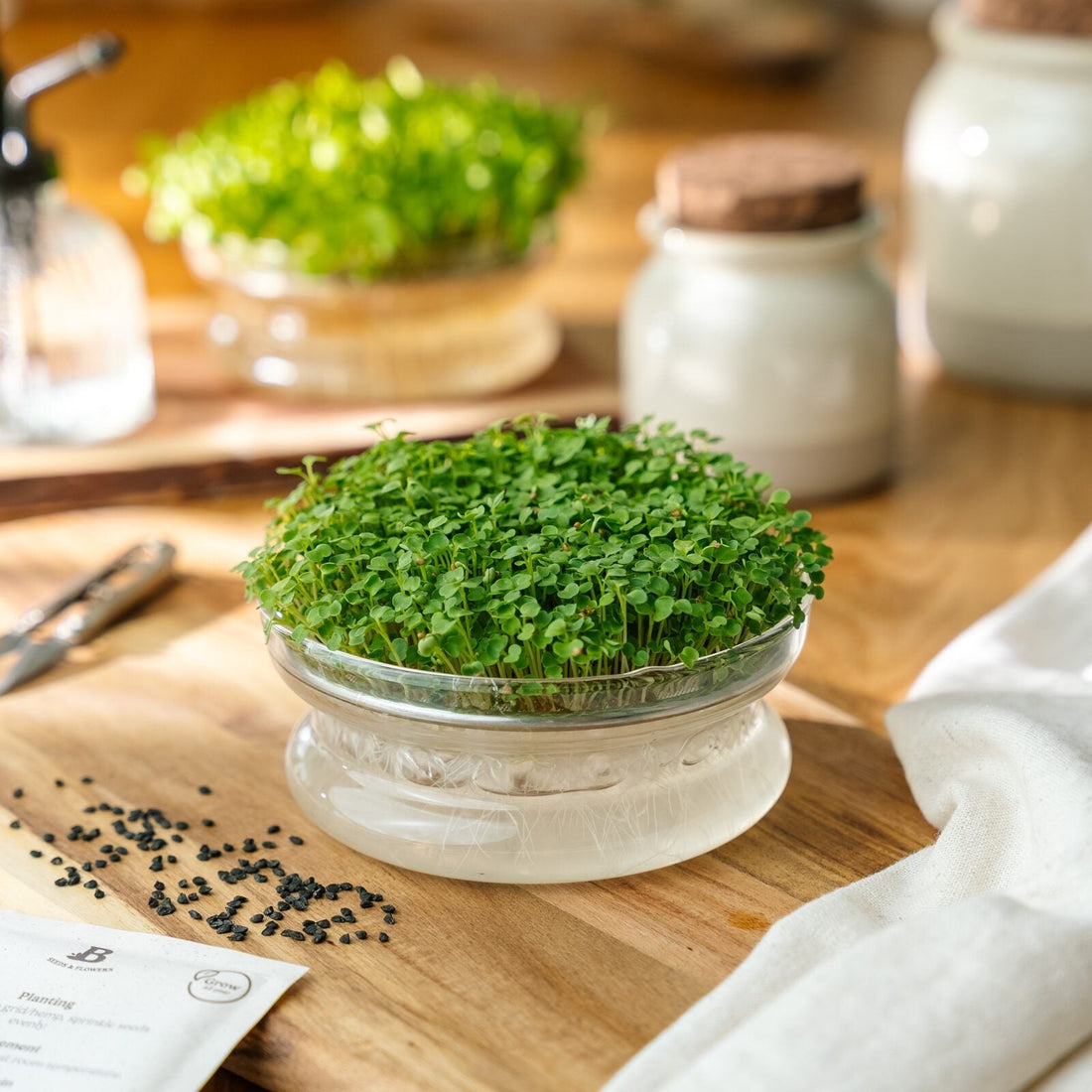 Mikroversojen siemenet 'Rucola' - 10 000 luomusiementä