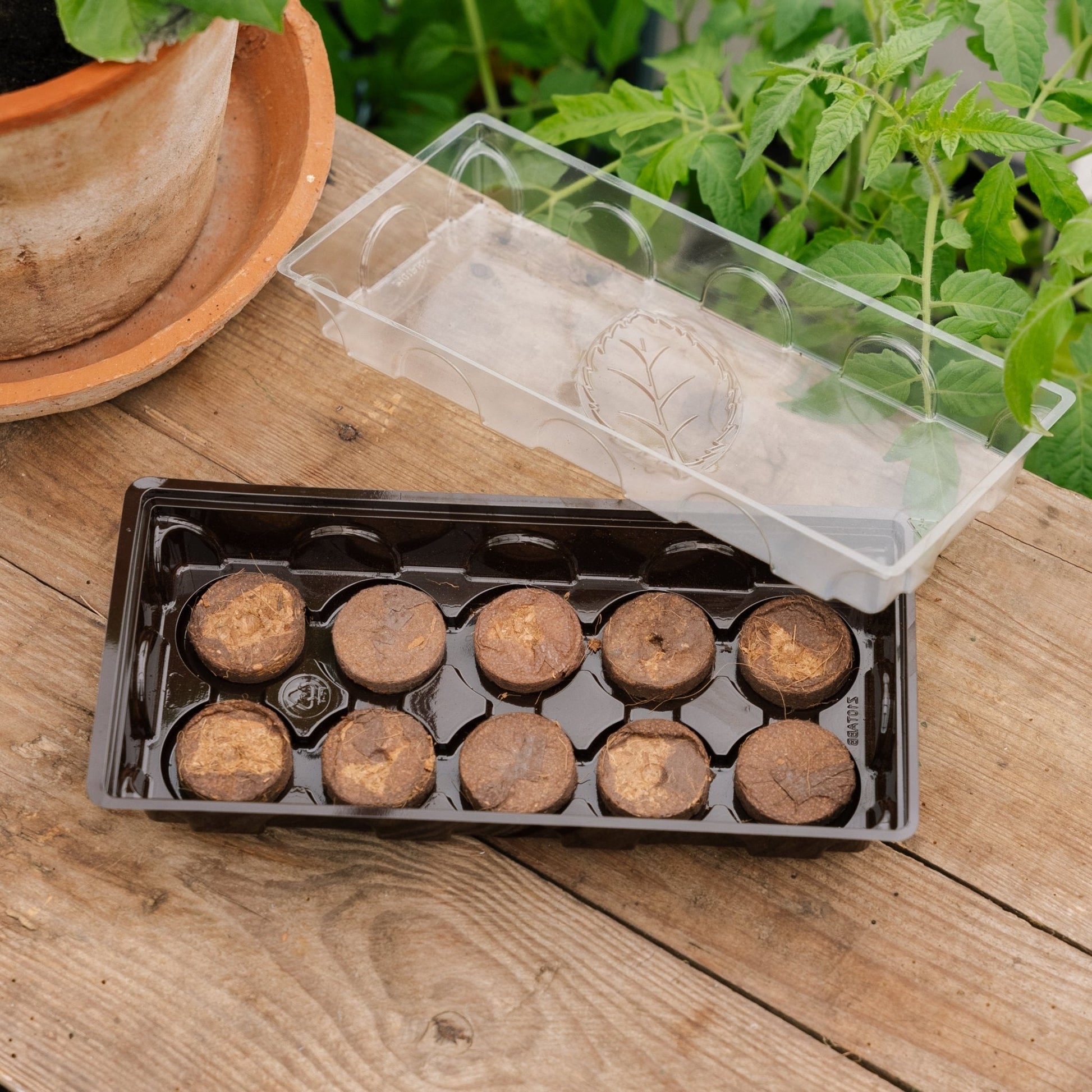 Minikasvihuone 10 kookosbriketillä