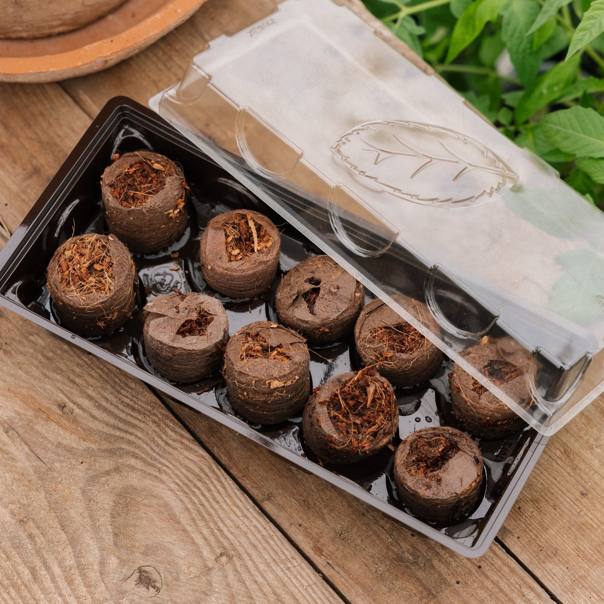 Minikasvihuone 10 kookosbriketillä