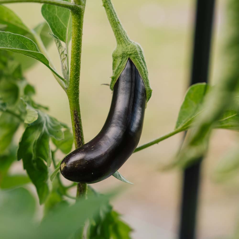 Munakoison siemenet 'Violetta Lunga 3' - 20 luomusiementä