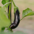 Munakoison siemenet 'Violetta Lunga 3' - 20 luomusiementä