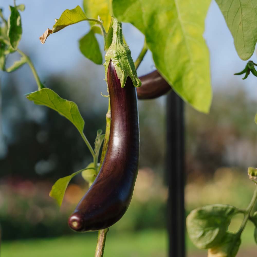Munakoison siemenet 'Violetta Lunga 3' - 20 luomusiementä