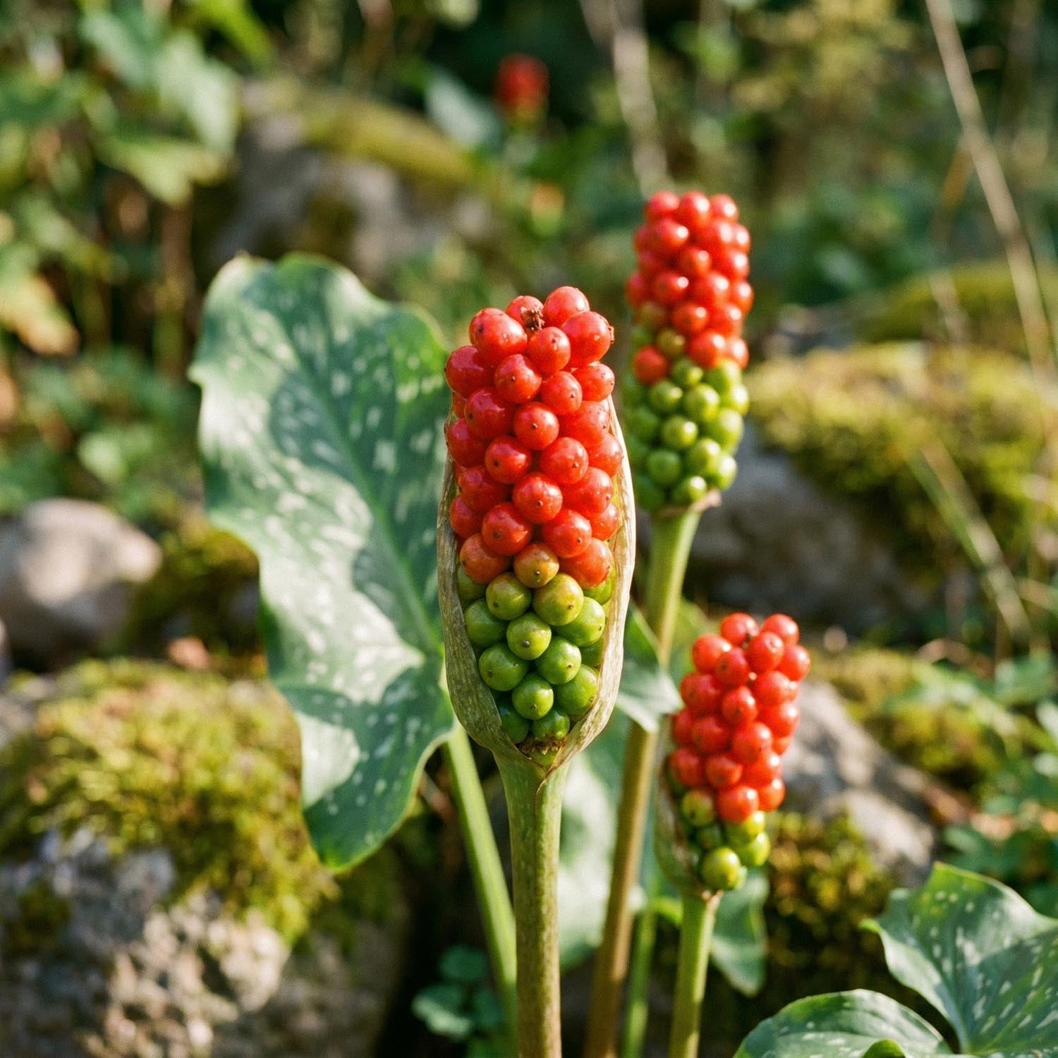 Munkinhuppu, Arum 'Italicum'