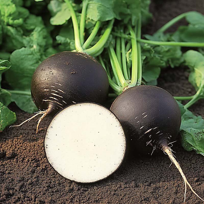 Mustaretiisin siemenet 'Black Spanish Round' - 50 luomusiementä - 