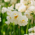 Narsissi 'Bridal Crown'
