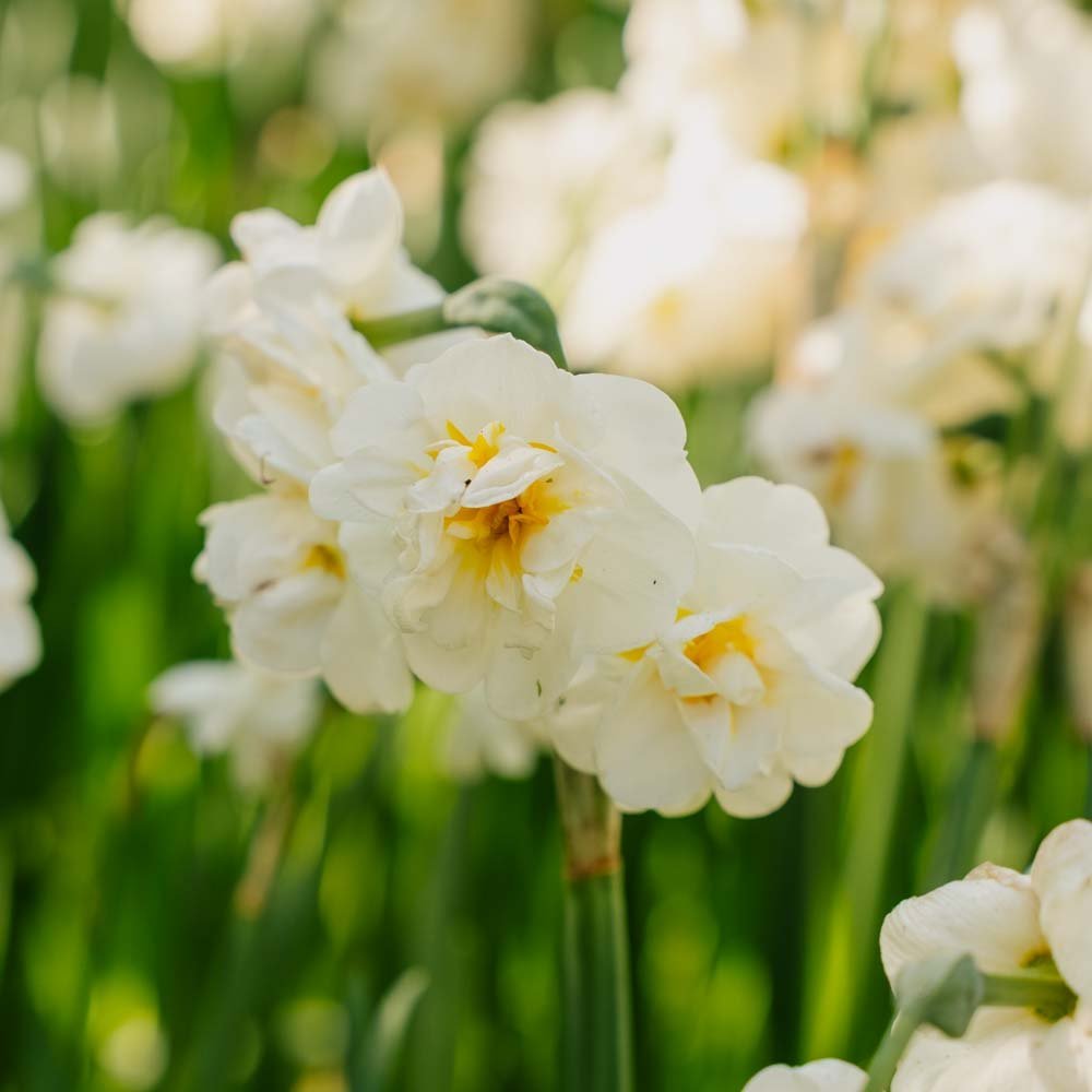 Narsissi 'Bridal Crown'