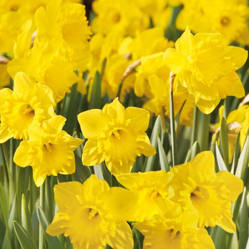 Narsissi 'Dutch Master'
