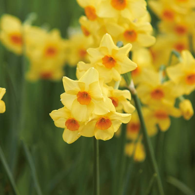 Narsissi 'Falconet'