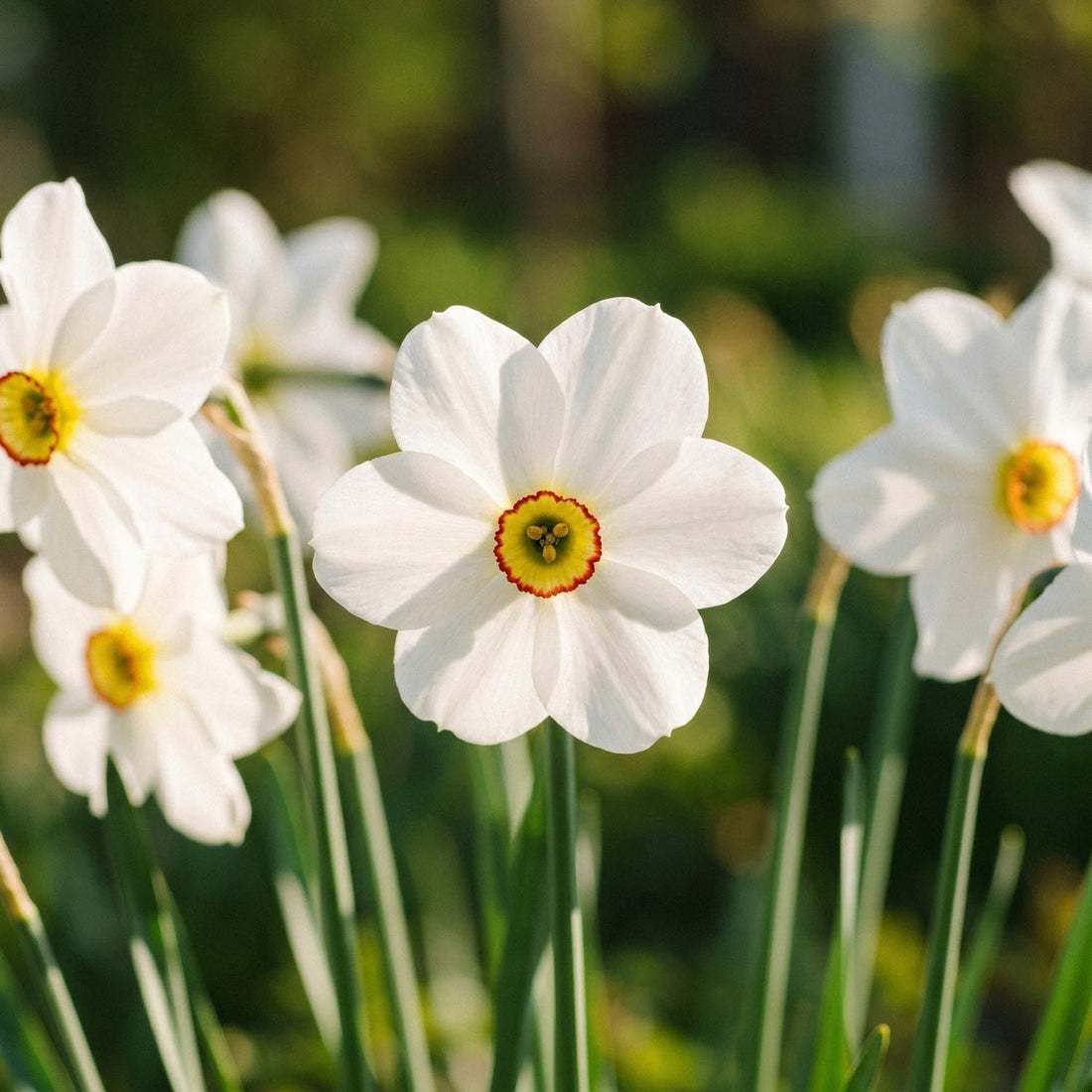 Narsissi, Narcissus 'Actea'