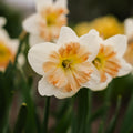 Narsissi, Narcissus 'Apple Pie'