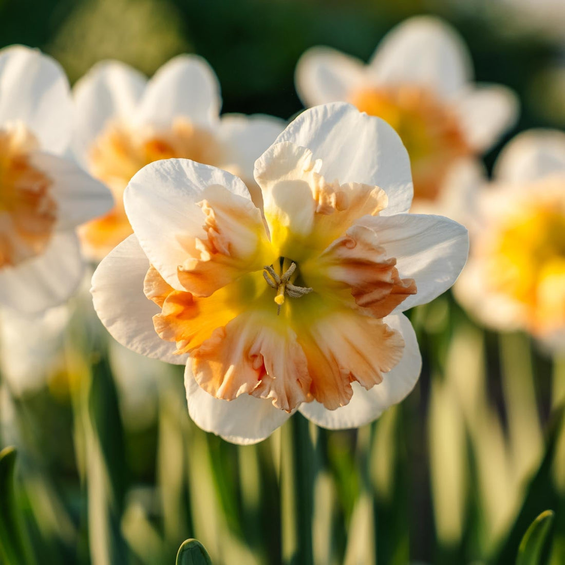 Narsissi, Narcissus 'Apple Pie'