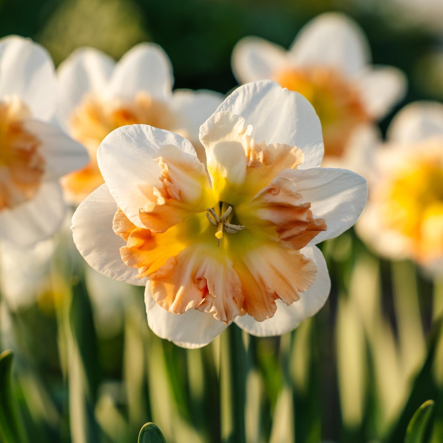 Narsissi, Narcissus 'Apple Pie'